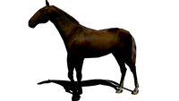 Cheval 1