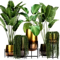 houseplants in a gold pot for the interior 768