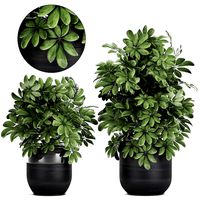 decorative schefflera in flowerpots 766