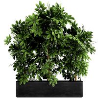 decorative schefflera in flowerpots 762