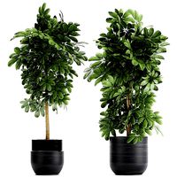 decorative schefflera in flowerpots 763