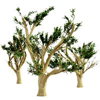 cedar of lebanon 5 tree collection
