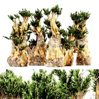 5 bristlecone pine tree collection