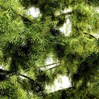 alaska cedar tree collection