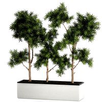 decorative trees in a white flowerpots 760