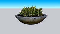 cacto amendoim