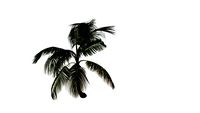 棕櫚樹YBPLANT#28