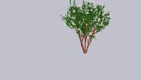 3D Landscape Tree - Lagerstroemia indica x fauriei 'NATCHEZ' MULTI STEM Crape Myrtle