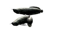 Peces rio Arawana, Arawana river fish, peixe do rio Arawana - xango3d