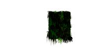 GREEN WALL SAMAMBAIA