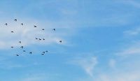 Birds animation