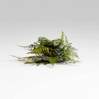 Bracken Fern