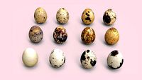 Bird Eggs
