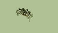 Bambu-mossô