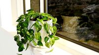 Pothos plant