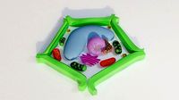 Plant Cell Model