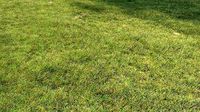 Grass