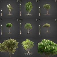 2021 PBR Tea Tree Collection - Melaleuca Alternifolia