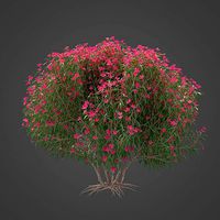 2021 PBR Oleander Collection - Nerium Oleander