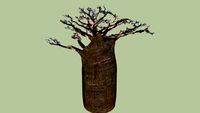 Baobab