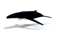 Low Poly Cartoon Humpback Whale
