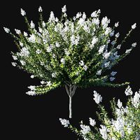 Myrtle tree 03