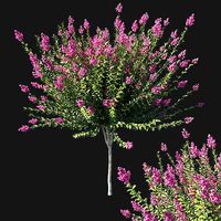 Myrtle tree 02