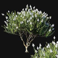 Myrtle Bush White flowers 02