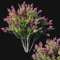 Myrtle bush pink flowers