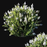 Myrtle bush