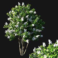Syringa vulgaris tree