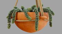 Burros tail succulent and Hanging ceramic planter