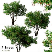 Set of Acer tataricum or Tatarian maple Trees - 3 Trees