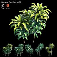 Dracaena Corn Plant set 05