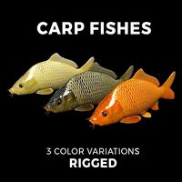 Carp fish