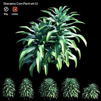 Dracaena Corn Plant set 02