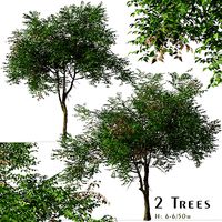 Set of Koelreuteria paniculata or Golden rain Tree - 2 Trees