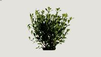 August Beauty Gardenia