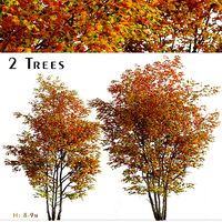 Set of Silver maple or Creek maple Tree - 2 Trees 3D Model