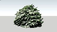 Seivamedis Sambucus plicatum