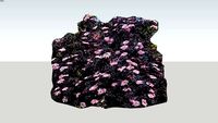 Seivamedis Sambucus BLACK LACE