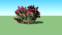 Hortenzija_ Hydrangea+Paniculata FD