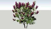 Alyva Syringa