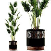 Plants collection 467