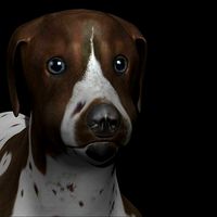 German Shorthair Brown pointer dog