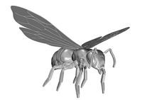 wasp bee