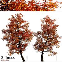 Set of Acer Buergerianum or Trident maple Trees - 2 Trees