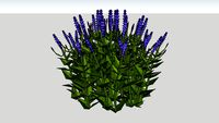 SALVIA 3