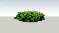 Pusis pinus-mugo-var-pumilio