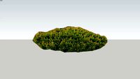 Pusis pinus mugo Pumilio
